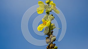 Yellow mullein flowers