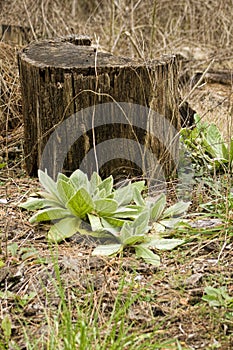 Yellow Mullein Verbascum thapsus Wildflowers Plants