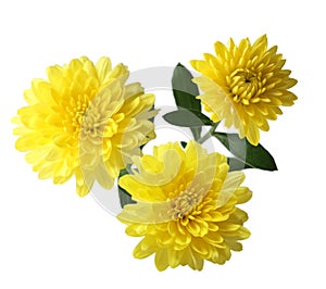 Yellow Mum