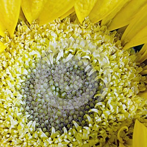 Yellow mum disk square