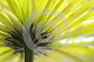 Yellow Mum Flower