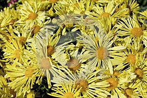 Yellow Mums   820962