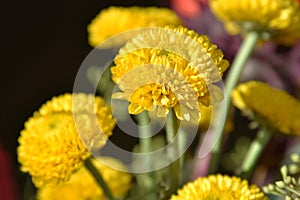 Yellow mums with selected focus