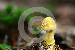 Yellow mushroom