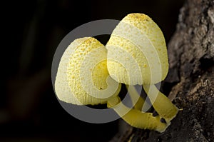 Yellow Mushroom
