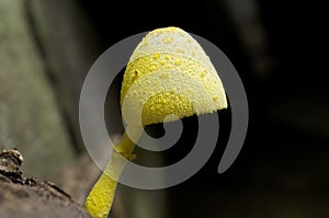Yellow Mushroom