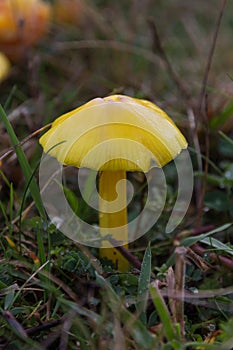 Yellow Mushroom