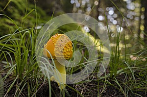 A Yellow Mushroom on the Forest Floor