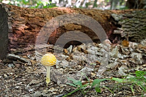 Yellow Mushroom on Forest Floor