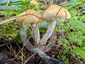 Yellow mushroom with fuzzy white stems in the forest