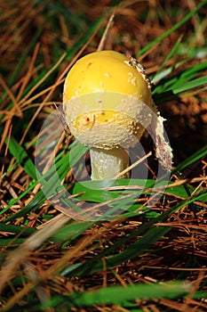 Yellow Mushroom