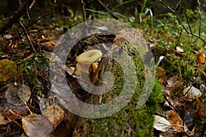 Yellow Mushroom growing from wood