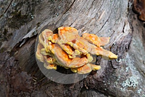 Yellow mushroom in landscape park Stolby, near Krasnoyarsk photo