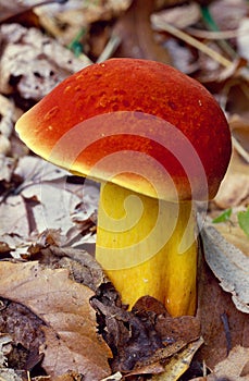 Yellow Mushroom with Red Cap