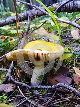 The yellow mushroom Russulaceae grows in the forest. Close-up. Edible mushrooms