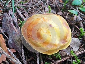 Yellow mushroom suillus clintonianus