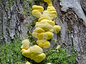 Yellow mushroom on tree budding sulpher mushroom