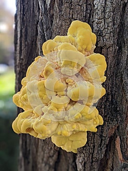 Yellow mushroom on tree