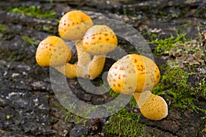 Yellow Mushrooms