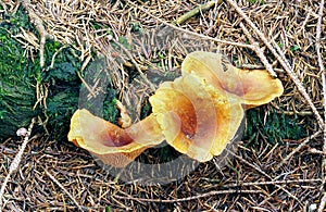 Yellow mushrooms photo