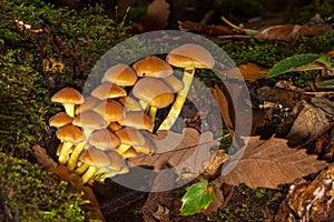 Yellow mushrooms in an autumn undergrowth