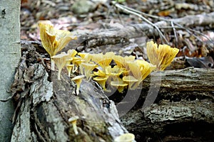 Yellow Mushrooms