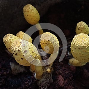 Yellow mushrooms grow in damp places