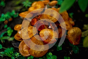 Yellow mushrooms that grow in the rain forest.