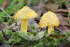Yellow mushrooms growing in the forest