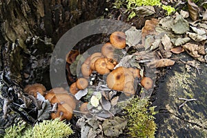 Yellow mushrooms growing on an old tree stub