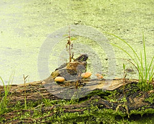 Yellow mushrooms growing on swamp log