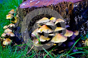 Yellow mushrooms Growing Wild, Log on Forest Ground, Seasonal Ingredients
