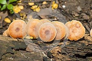 Yellow mushrooms that grows on a dead tree