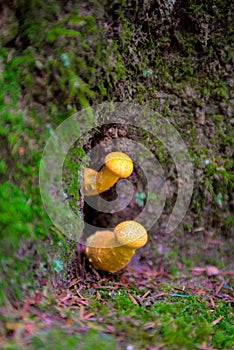 Yellow Mushrooms, Hallucinogen, Blur Effect, Seasonal Ingredients, Forest Ground, Poison photo