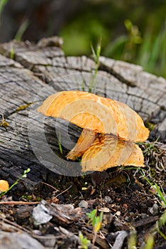 Yellow mushrooms next to dry wood trunk photo