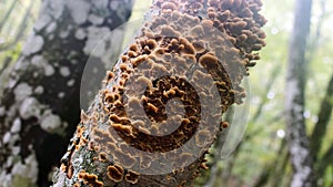 Yellow mushrooms-tinder dotting rotting tree trunk photo
