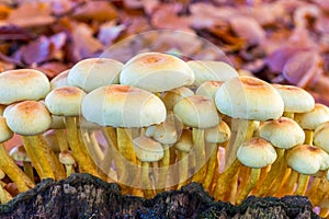 Yellow mushrooms on tree stump