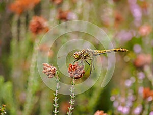 Yellow mustached darter