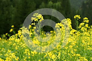 Yellow mustard