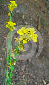 Yellow mustard Barbara orthoceras flowers