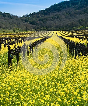 Yellow Mustard bloom in Napa, California