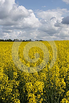 Yellow mustard field blooming vertical, Denmark