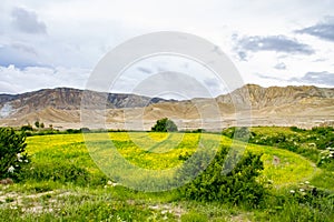 Yellow Mustard Fields with Desert Mountains on the Background in Lho Manthang, Mustang, Nepal photo