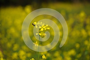 The yellow mustard flower