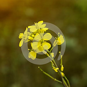 Yellow mustard flower