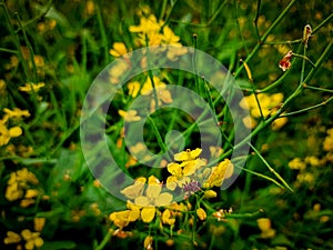 Yellow mustard flower field in Guwahati, Assam, India. Insect Ladybug sitting on the lap of flower. Yellow green background.