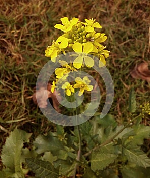 Yellow mustard flower plant