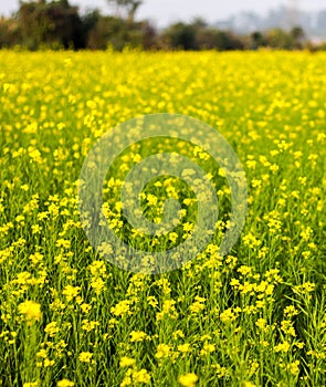 Yellow mustard flowers in a mustard farm green. Sarson saag farm in day time photo