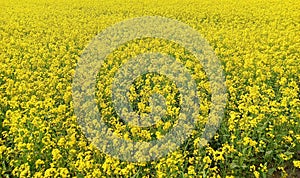 Yellow mustard flowers fields in full bloom. Yellow flowers field under blue sky. Nature background.