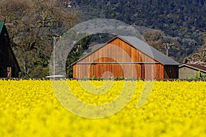 Yellow mustard flowers between grape vines in Napa Valley, California, USA